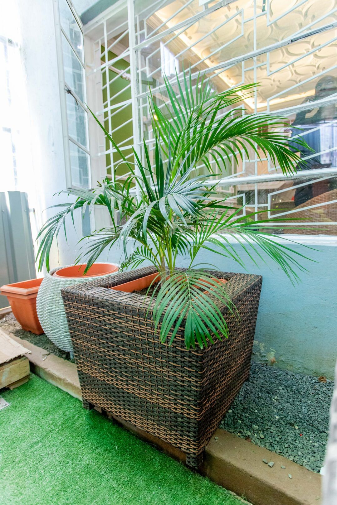 Areca palm