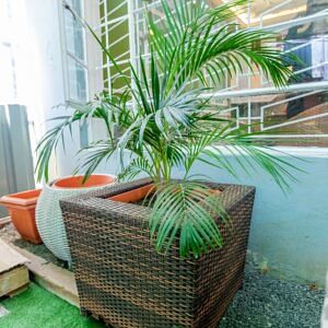 Areca palm