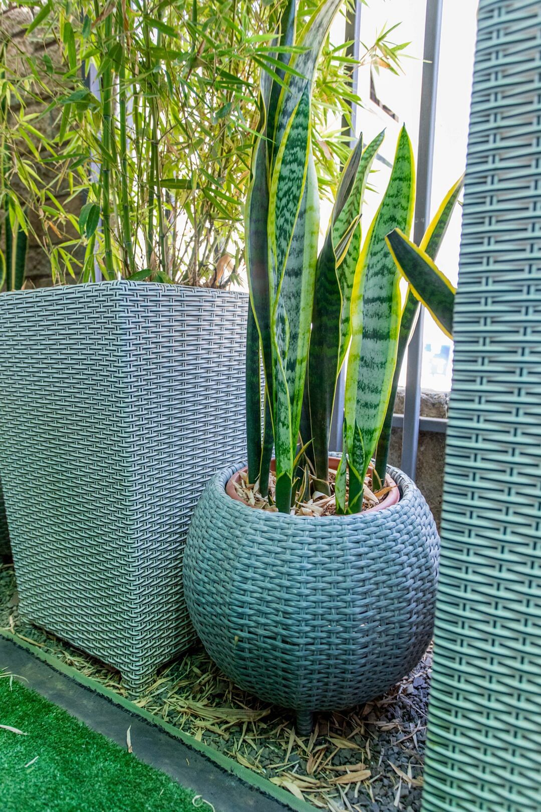 Snake plant