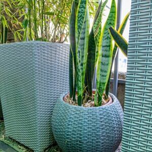 Snake plant