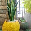 Snake plant