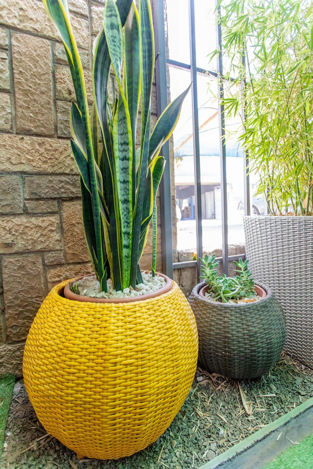 Snake plant