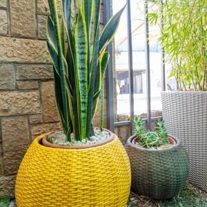Snake plant