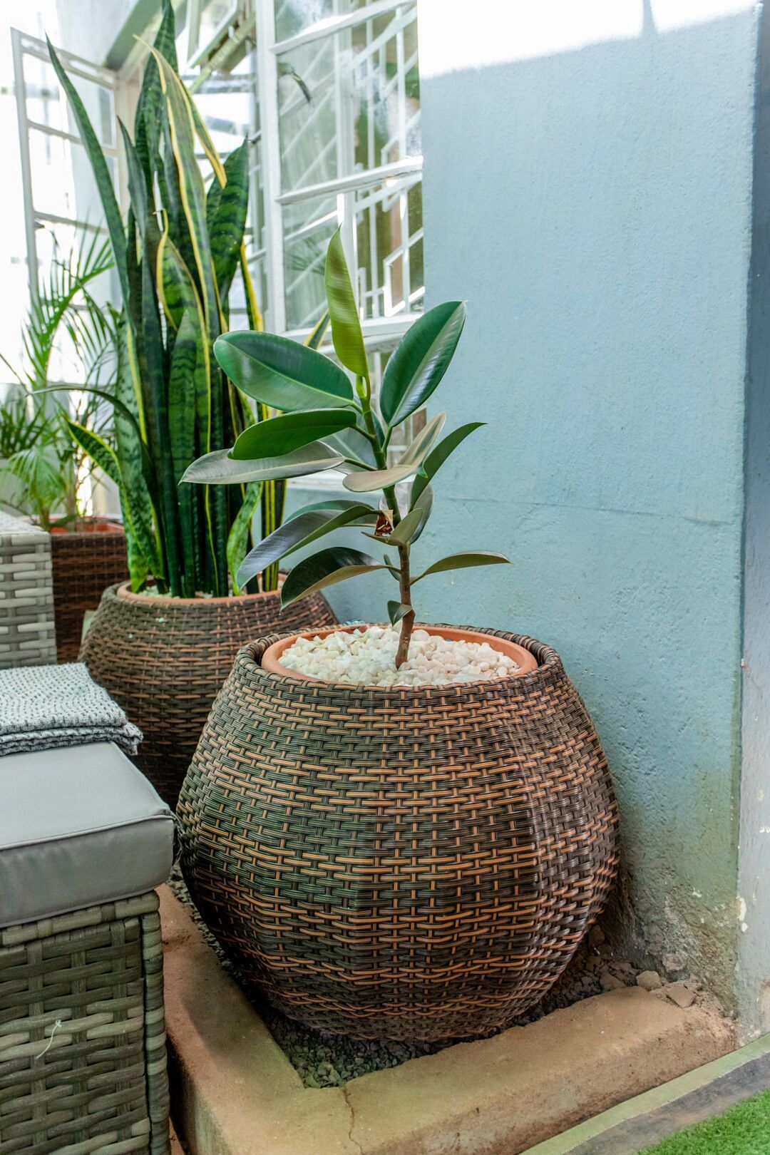 Rubber Fig