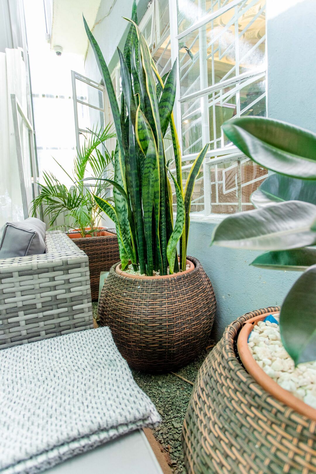 Snake plant