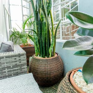 Snake plant