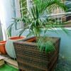Areca palm