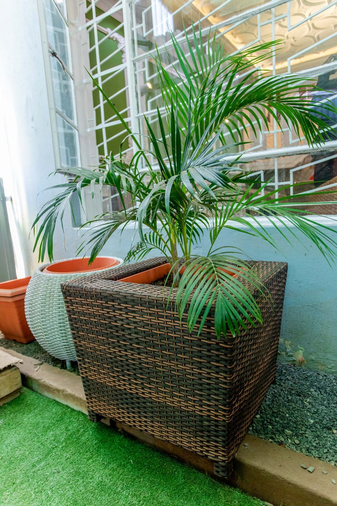 Areca palm