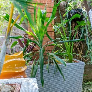 Plant Pots