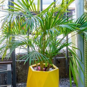 Plants