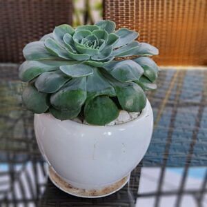Fiberglass planter